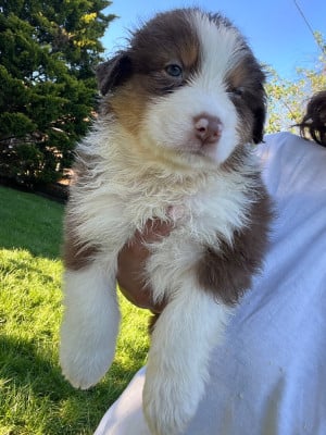 Les chiots de Berger Australien