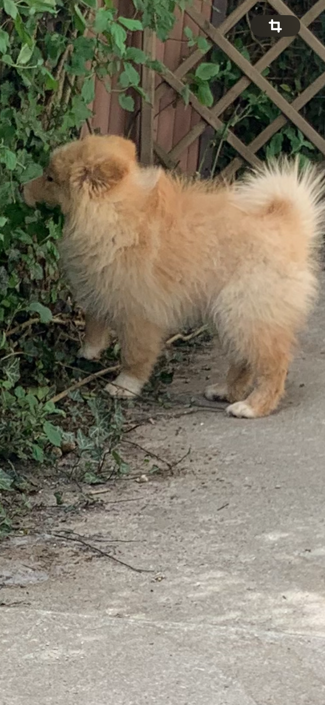 Thena du domainde de louchine