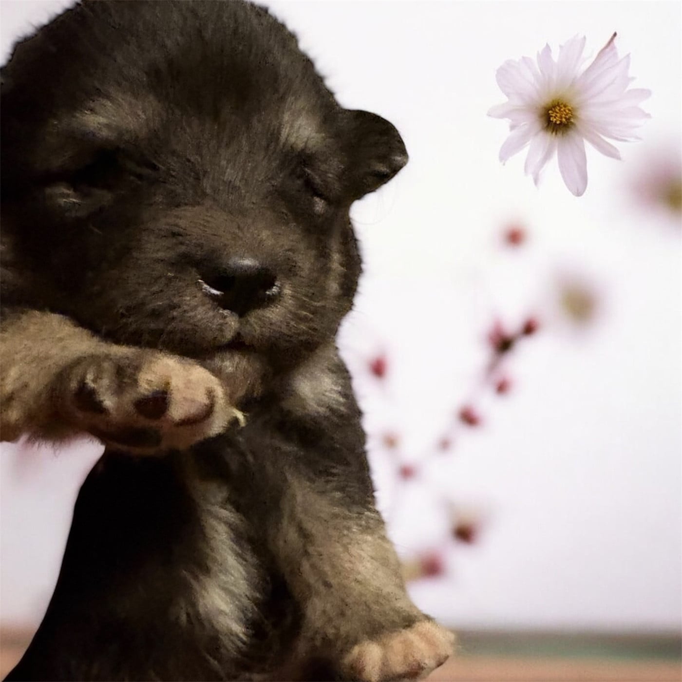 CHIOT 7 - Chien finnois de Laponie