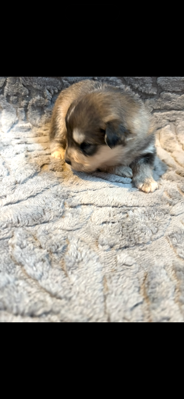 Chiot N°2 - Chien finnois de Laponie