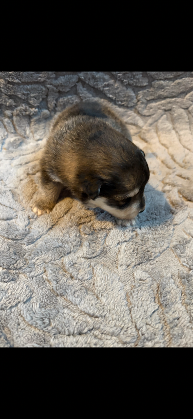 Chiot N°5 - Chien finnois de Laponie