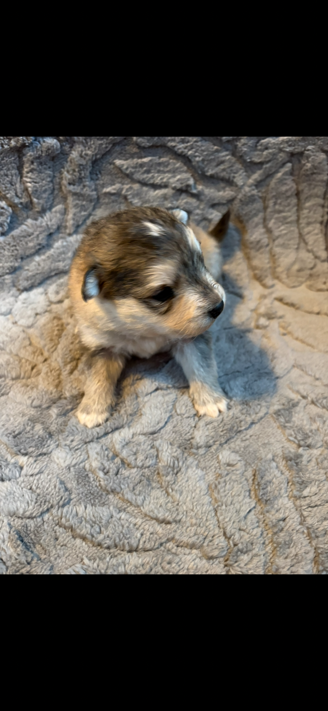 Chiot N°6 - Chien finnois de Laponie