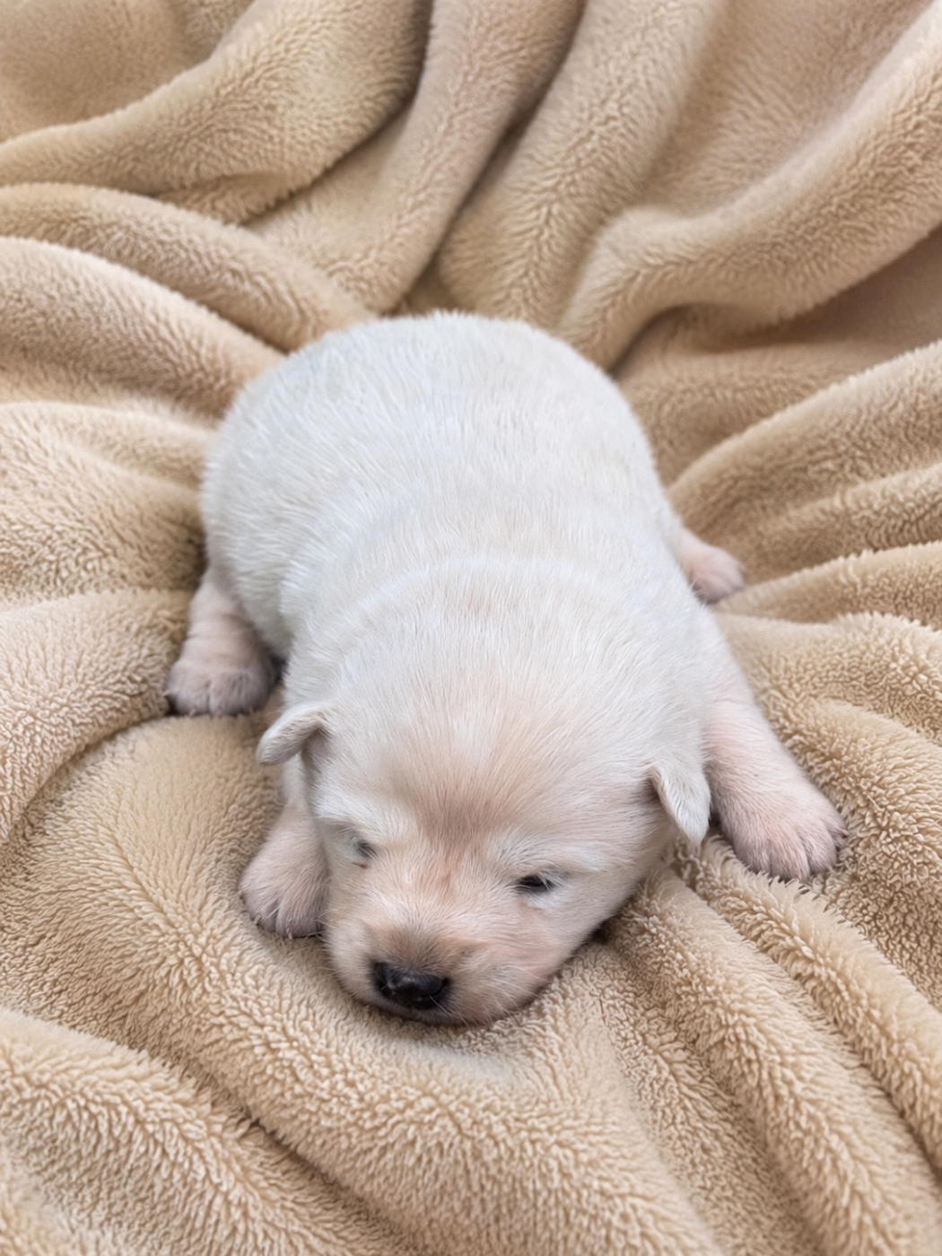 Chiot N°4 - Chien finnois de Laponie