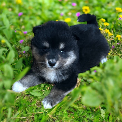 Les chiots de Chien finnois de Laponie
