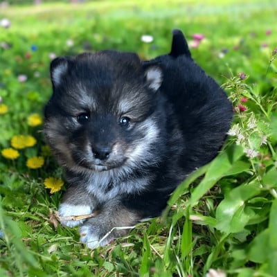 Les chiots de Chien finnois de Laponie