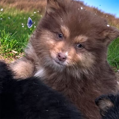 Les chiots de Chien finnois de Laponie