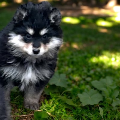 Les chiots de Chien finnois de Laponie