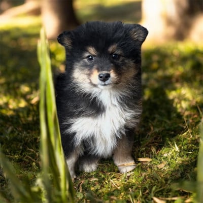 Les chiots de Chien finnois de Laponie