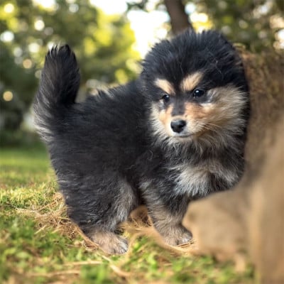 Les chiots de Chien finnois de Laponie