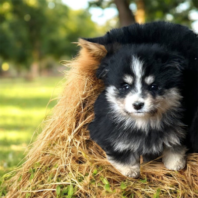 Les chiots de Chien finnois de Laponie