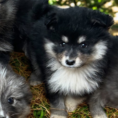 Les chiots de Chien finnois de Laponie
