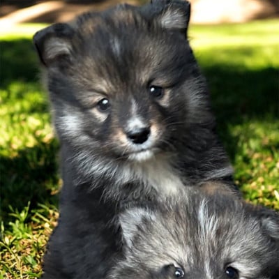 Les chiots de Chien finnois de Laponie
