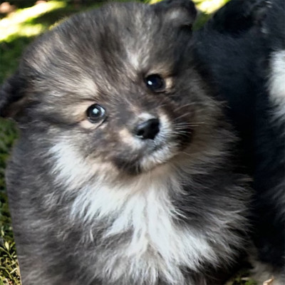 Les chiots de Chien finnois de Laponie