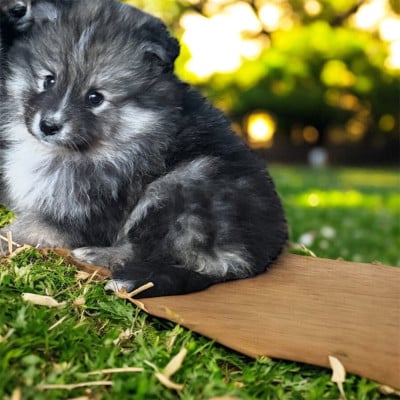 Les chiots de Chien finnois de Laponie