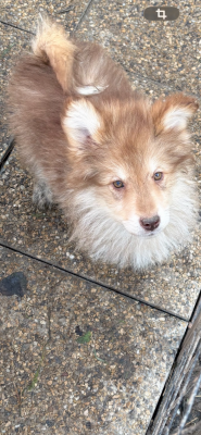 Les chiots de Chien finnois de Laponie