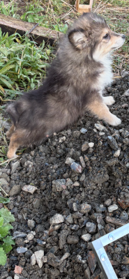 Les chiots de Chien finnois de Laponie