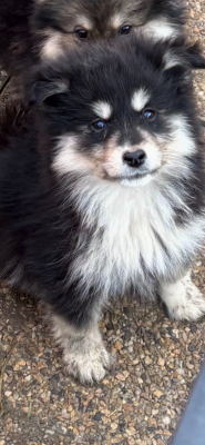 Les chiots de Chien finnois de Laponie