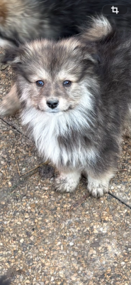 Les chiots de Chien finnois de Laponie