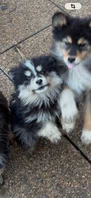 Les chiots de Chien finnois de Laponie