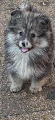 Les chiots de Chien finnois de Laponie