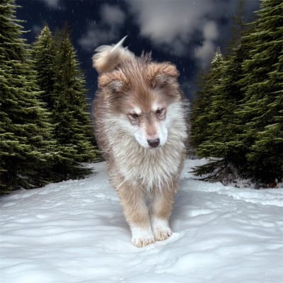 Les chiots de Chien finnois de Laponie
