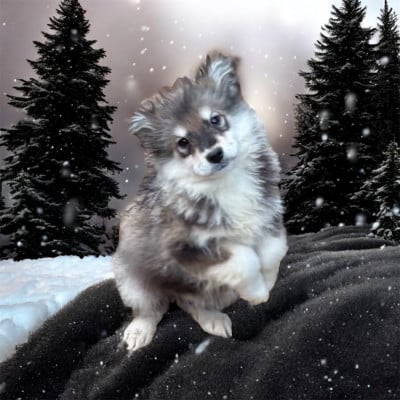 Les chiots de Chien finnois de Laponie