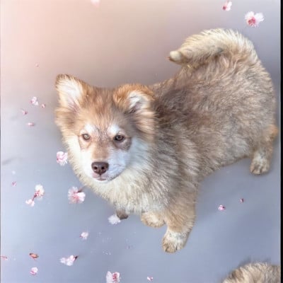 Les chiots de Chien finnois de Laponie