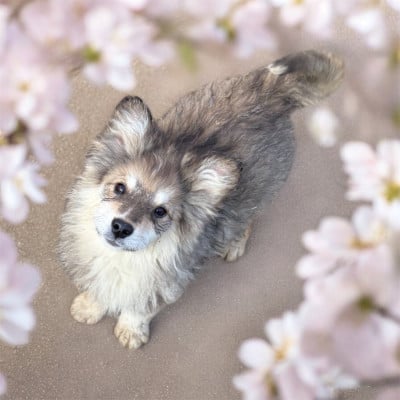 Les chiots de Chien finnois de Laponie