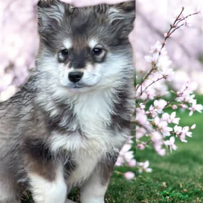 Les chiots de Chien finnois de Laponie