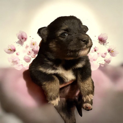 Les chiots de Chien finnois de Laponie