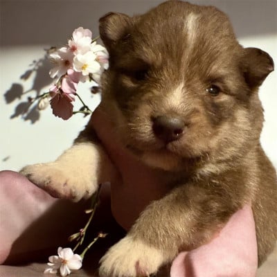 Les chiots de Chien finnois de Laponie