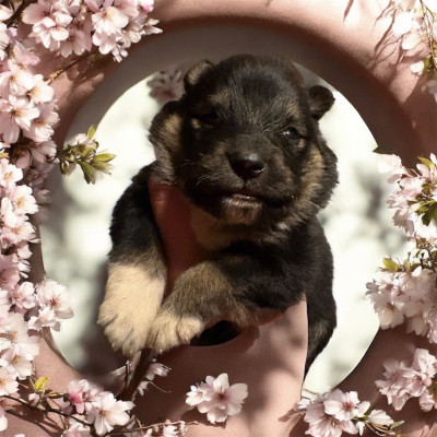 Les chiots de Chien finnois de Laponie