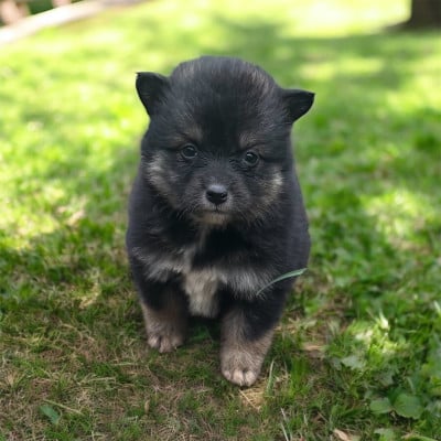 Les chiots de Chien finnois de Laponie