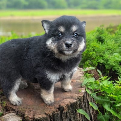 Les chiots de Chien finnois de Laponie