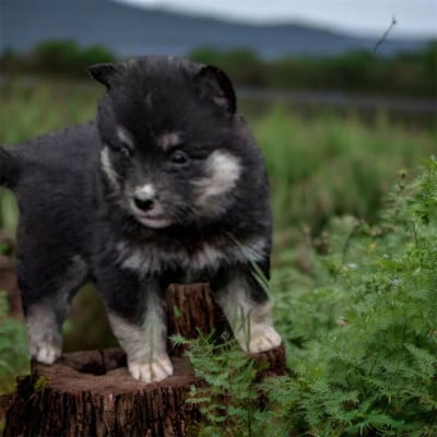 Les chiots de Chien finnois de Laponie