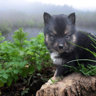 Les chiots de Chien finnois de Laponie