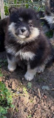 Les chiots de Chien finnois de Laponie