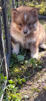 Les chiots de Chien finnois de Laponie