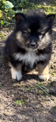 Les chiots de Chien finnois de Laponie
