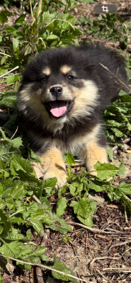 Les chiots de Chien finnois de Laponie