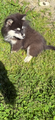 Les chiots de Chien finnois de Laponie