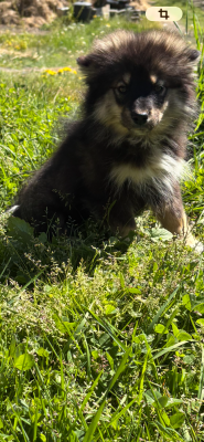 Les chiots de Chien finnois de Laponie