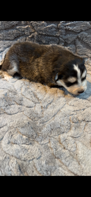 Les chiots de Chien finnois de Laponie