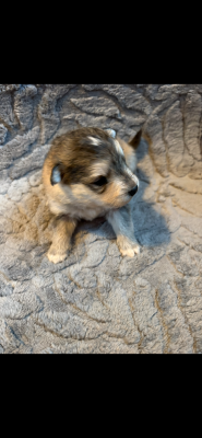 Les chiots de Chien finnois de Laponie