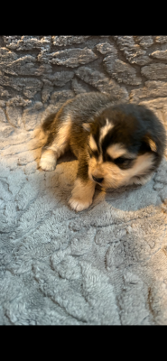 Les chiots de Chien finnois de Laponie