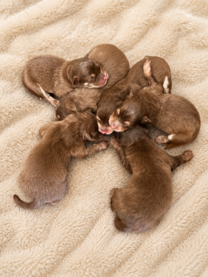 Les chiots de Chien finnois de Laponie