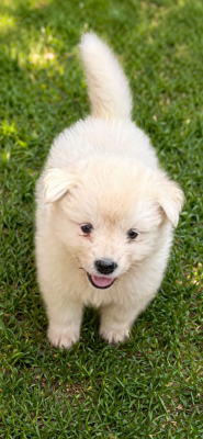 Les chiots de Chien finnois de Laponie