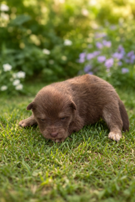 Les chiots de Chien finnois de Laponie