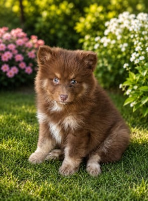 Chiot N°1 - Chien finnois de Laponie