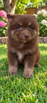 Les chiots de Chien finnois de Laponie